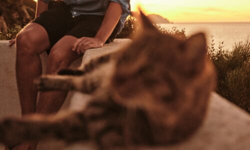 mačke, more, letovanje, volontiranje