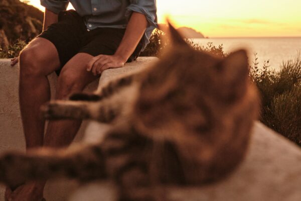 mačke, more, letovanje, volontiranje