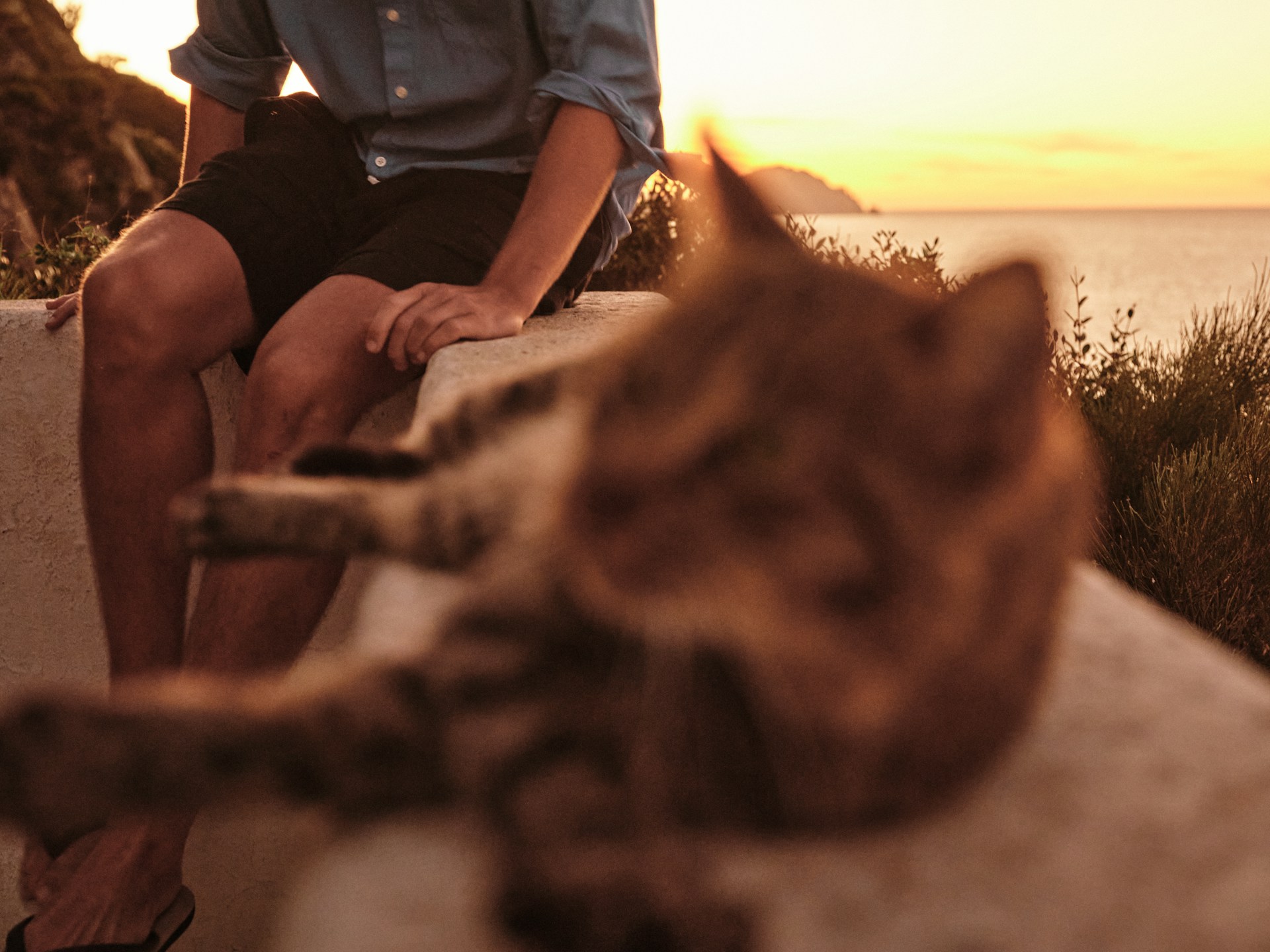 mačke, more, letovanje, volontiranje